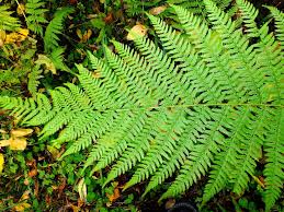 Image result for Athyrium