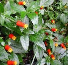 Candy Corn Plant Care Corn Plant Corn Plant Care Plants