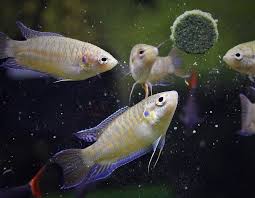 119 Aquarium Fishes List Of Freshwater Fish Species