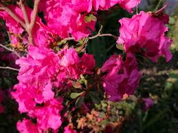 Image result for Synadenium cameronii