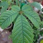 Image result for Vitex fischeri