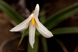 Image result for Xerophyta schlechteri