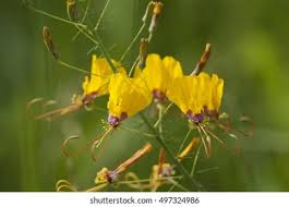 Image result for Cleome angustifolia