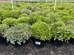 Image result for Cremaspora triflora