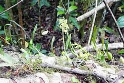 Image result for Bulbophyllum stolzii