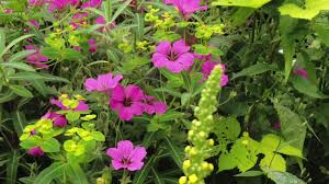 Author of roy diblik's small perennial gardens, the know maintenance perennial garden. Painterly Plant Combinations Inspired By Piet Oudolf Youtube