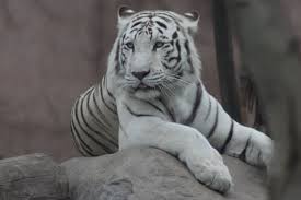 Photo of tiger cubs for fans of white tiger 28321362. Tigers Facts For Kids Adults Pictures Video In Depth Information