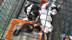 Ketahui tips penjagaan kucing supaya lebih comel dan gebu.video,foto dan info kucing yang menarik.kami. Elak Buang Anak Kucing Sesuka Hati
