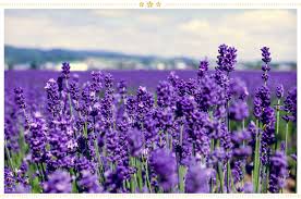 We did not find results for: 15 Japanese Flower Meanings And Where To Find Them Proflowers Blog