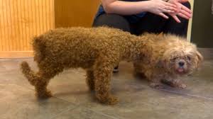 If you are looking for a breeder who can educate you further about the breed and help you find your new family member, you are in the right place. Dogs Need Homes After Being Rescued From Georgia Breeder