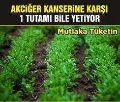 Akciger Kanserine Karsi 1 Tutam Bile Yetiyor Akciger Kanseri Saglik Bitki