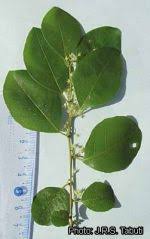 Image result for Flueggea