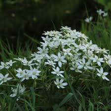 Small white spring flowers from bulbs. Ornithogalum Umbellatum