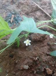 Image result for Zehneria tridactyla