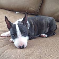 Brindle miniature bull terrier puppies. Brindle Brindlebullterrier Bullterrier Bully Brindlebully Mini Bull Terriers Bull Terrier Miniature Bull Terrier