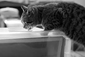 Do you know why we look for water when determining whether or not a planet. Ultimate Guide How Long Can Cats Survive Without Eating Food And Water Happypetsnow Com