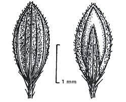 Image result for Digitaria ternata