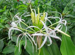 Image result for Crinum aurantiacum
