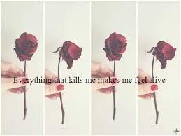 Quotes Dying Roses Quotesgram