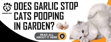 Some cat owners give their cats garlic because it is believed to have medicinal benefits, including the prevention of heart disease and fleas. Rxuy Rger Bo9m