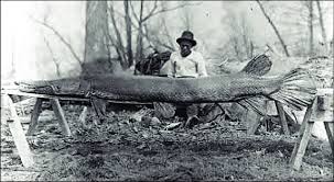 This alligator gar set a world record — stretching to more than eight feet in length and weighing 327 pounds. Alligator Gar Moon Lake Mississippi March 1910 Neg No 117075 Download Scientific Diagram