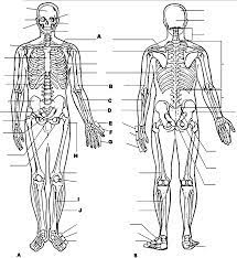 Veterinary anatomy coloring book lovely coloring pages. Anatomy And Physiology Coloring Pages Free Coloring Home