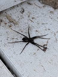 Little spider lake is a lake located just 8.9 miles from lac du flambeau, in vilas county, in the state of wisconsin, united states, near arbor vitae, wi. Mystery Spider Spotted On A Dock Fox River Wi Spiders