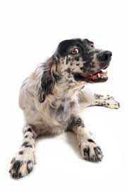 English Setters For Sale English Setter Puppies For Sale Vip Puppies English Setter Dogs English Setter Puppies Setter Puppies