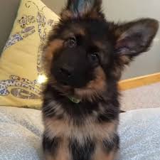 Watch short videos about #germanshepherdheadtilt on tiktok. Ladbible German Shepherd Puppy Adorable Head Tilt Facebook