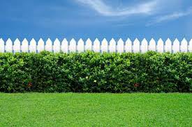 Why Is Grass Green Live Science