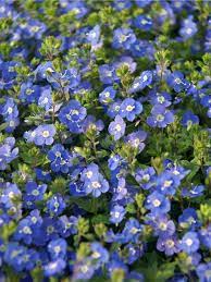 Free delivery for many products! Veronica Georgia Blue Bluestone Perennials Blue Perennials Blue Plants Easy Perennials