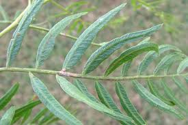 Image result for Schinus molle