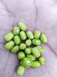 Kacang hijau can be made into a variety. Mung Bean Wikipedia