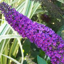 Buddleia Flower Quotes Best Flower Wallpaper