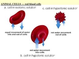 What happens to animal cells in a hypertonic solution. Ppt The Cell Membrane Powerpoint Presentation Free Download Id 1781216