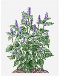 We did not find results for: Print Of Agastache Foeniculum Anise Hyssop With Purple Flowers Amd Green Leaves On Tall Stems Purple Flowers Flowers Green Leaves