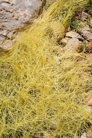 Image result for Cuscuta approximata