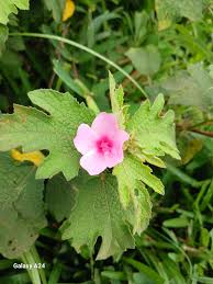 Image result for Tessmannia burttii