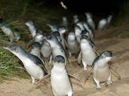 It's managed by phillip island nature parks, where you can buy tickets to the evening event. Penguin Parade And Phillip Island Wildlife Afternoon Tour From Melbourne Tours Activities Fun Things To Do In Melbourne Australia Veltra