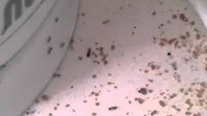 pharaoh ant infested cabinet in a