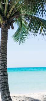 Maybe you would like to learn more about one of these? Palme Strand Summer Wallpaper Iphone X 14 Duni Cheri