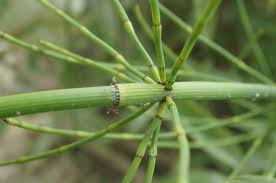 Image result for Equisetum ramosissimum