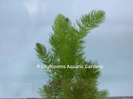 Image result for Ceratophyllum