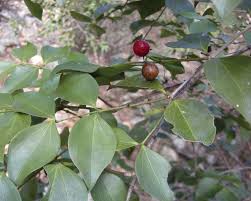 Image result for Strychnos innocua