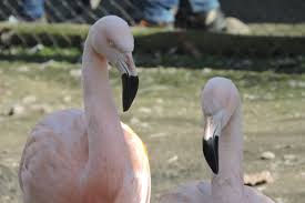 Flamingos Safari Park Rancagua Chile Animals Birds