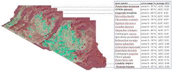 Image result for Harpachne schimperi