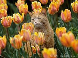 A Cat Among The Tulips Cat Photo Cats Art