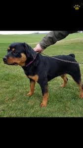 Stunning rottweiler puppies is a business that specializes on luxury, purebred rottweilers for sale. Luna Rottweiler Puppy For Sale In Shippensburg Pa Pa Happy Valentines Day Happyvalentinesday2016i