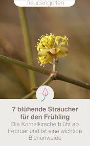 Bluhende Busche Im Zeitigen Fruhjahr Straucher Garten Bienenfreundlicher Garten Bluhende Busche