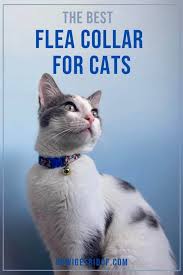 We did not find results for: The Best Flea Collar For Cats How I Get Rid Of